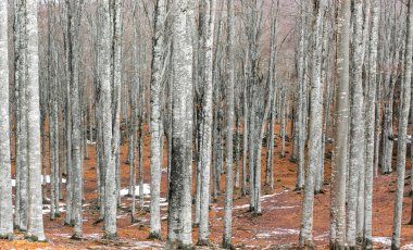 Kışın huş ağacı