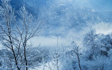 Karla kaplı ağaçlarla kaplı kış manzarası