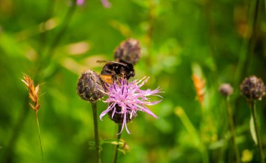 Bahar çiçeklerinde bal yapmak için arıların işi