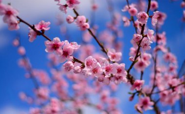 Muhteşem çiçekler güzel baharı anons ediyor.