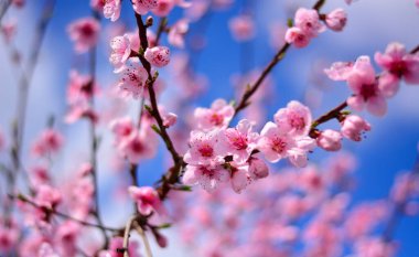 Baharda mavi gökyüzünün arka planında pembe çiçekler