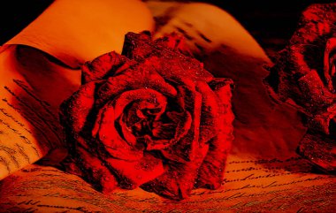 Aşk şiirinin önünde yağmur damlalarıyla ıslanmış kırmızı bir gül.