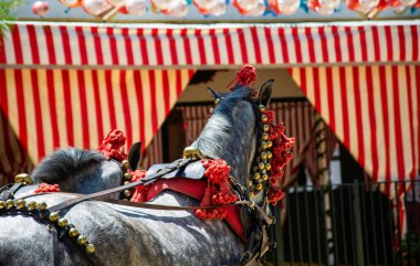 the splendid Arabian horses decorated for the Spanish folk festivals