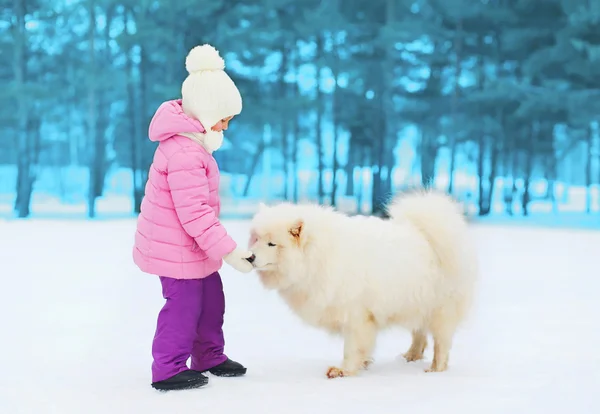 Barn leker med vita samojed hund på snö i vinter park — Stockfoto