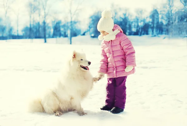 겨울에는 눈에 흰색 Samoyed 개 노는 작은 아이 — 스톡 사진