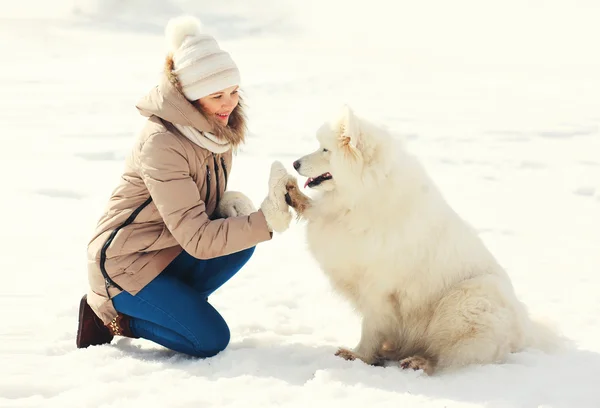 Mujer propietaria y perro Samoyedo blanco dando pata en día de invierno —  Fotos de Stock