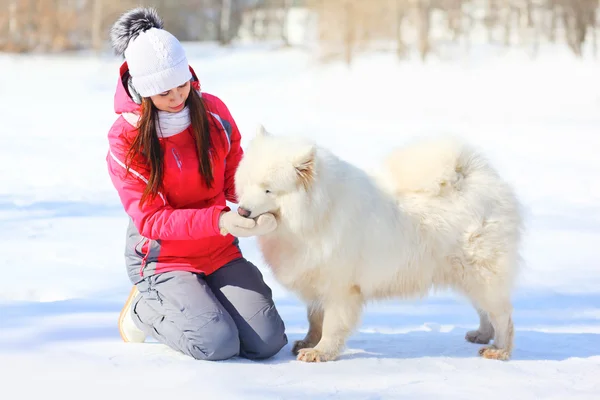Woman owner feeding white Samoyed dog with hands in winter park — Stock Photo, Image