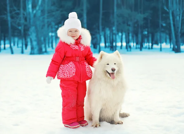 Séta a téli napon kis gyermek és fehér Szamojéd kutya — Stock Fotó