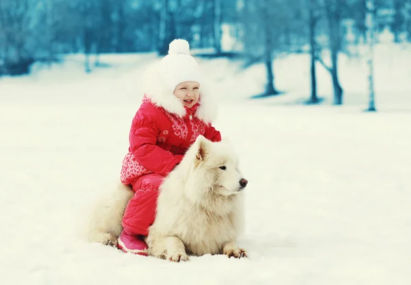 Gyermek etetése fehér Szamojéd kutya a téli nap — Stock Fotó