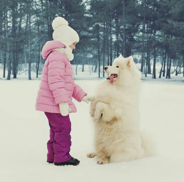 Child White Samoyed Dog Walking Snowy Winter Park — Stock Photo, Image