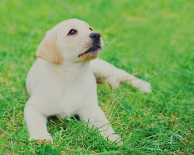 Yaz günü yavru köpek Labrador Retriever 'ı kapat.