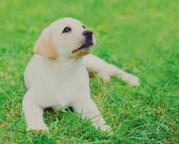 Közelkép Kiskutya Labrador Retriever Nyári Nap — Stock Fotó