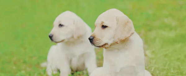 Großaufnahme Von Zwei Welpen Hunde Labrador Retriever Sommertag — Stockfoto