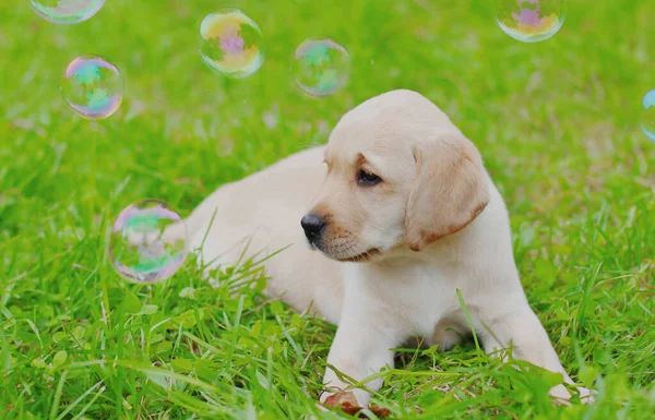 Cão Filhote Cachorro Labrador Retriever Brincando Com Bolhas Sabão Parque — Fotografia de Stock