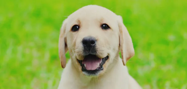 Närbild Valp Hund Labrador Retriever Sommardagen — Stockfoto