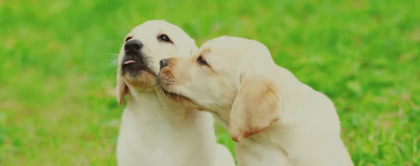 Großaufnahme Von Zwei Welpen Hunde Labrador Retriever Sommertag — Stockfoto