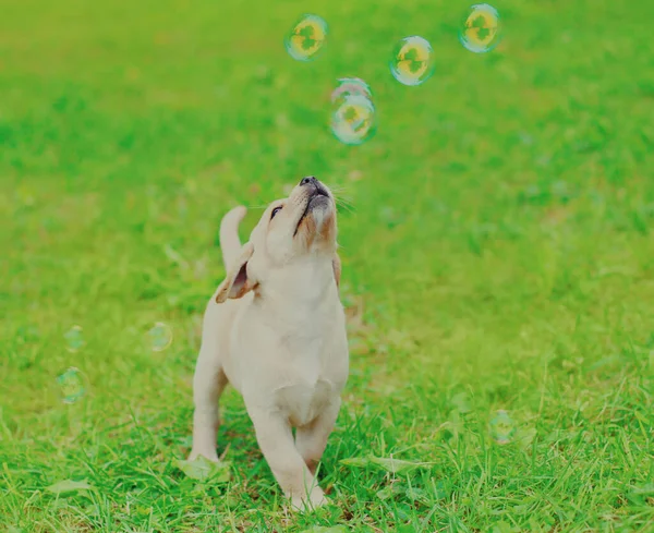 Chien Chiot Labrador Retriever Jouer Avec Des Bulles Savon Dans — Photo