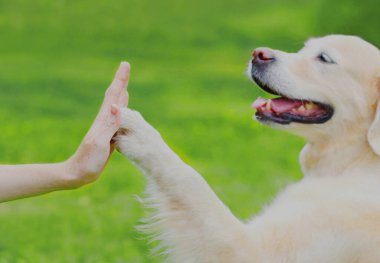 Golden Retriever köpeği, parkta çim biçen bir kadına el pençe atıyor.