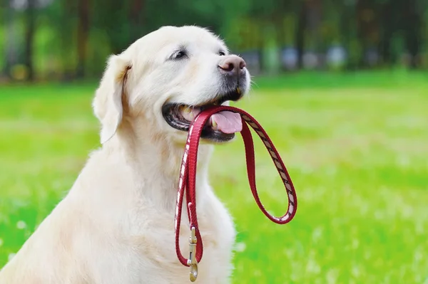 Portret Psa Golden Retriever Trzymającego Smycz Ustach Parku — Zdjęcie stockowe