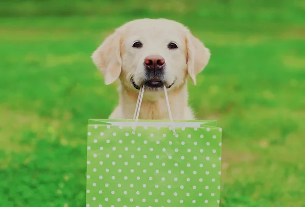 Portrait of Golden Retriever dog holding a green shopping bag in the teeth outdoors