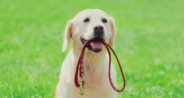 Portrait Chien Golden Retriever Tenant Une Laisse Dans Bouche Dans — Photo