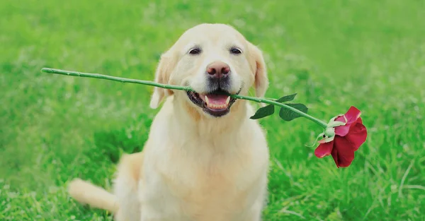 Ritratto Cane Golden Retriever Con Rosa Dei Fiori All Aperto — Foto Stock