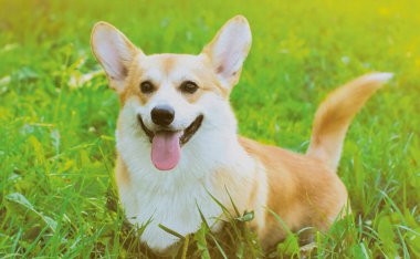 Mutlu bir köpek olan Galli Corgi Pembroke 'u yaz aylarında çimlere yatırın.