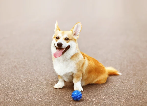 Chien drôle jouant avec la balle — Photo