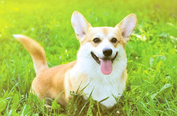pozitif köpek Galce corgi pembroke çim yaz