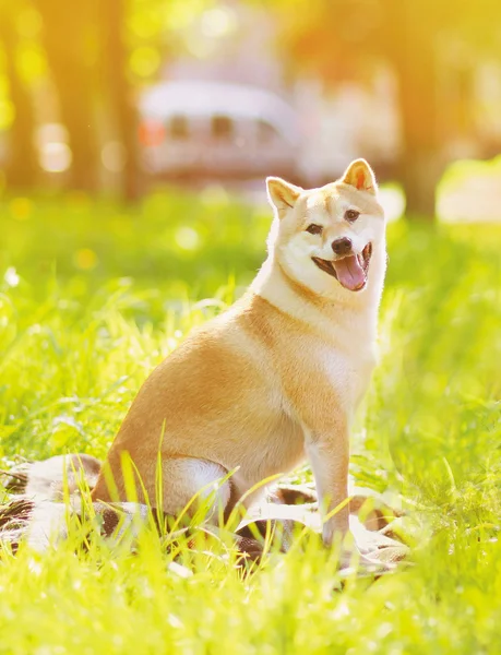 Летние фото счастливой собаки Сибы Ину, сидящей на траве — стоковое фото
