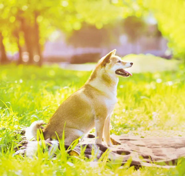 Photo d'été heureux chien joyeux Shiba Inu assis sur l'herbe — Photo
