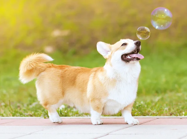 Feliz perro divertido y burbujas de jabón Fotos De Stock Sin Royalties Gratis