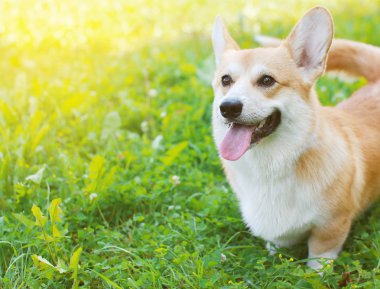 Mutlu köpek Galce Corgi Pembroke yaz gün