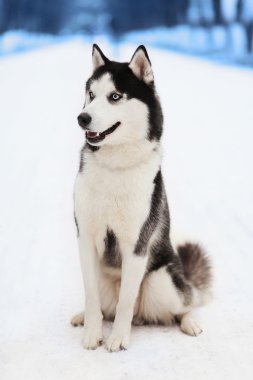 Kış günü Husky köpek