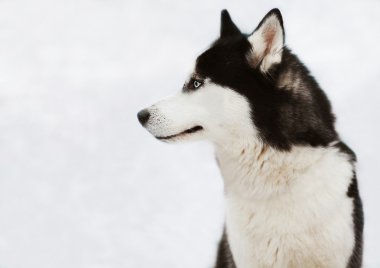 Husky köpek kış günü içinde profil