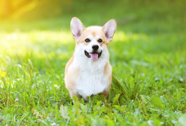 Güneşli köpek Galce Corgi Pembroke çimenlerin üzerinde