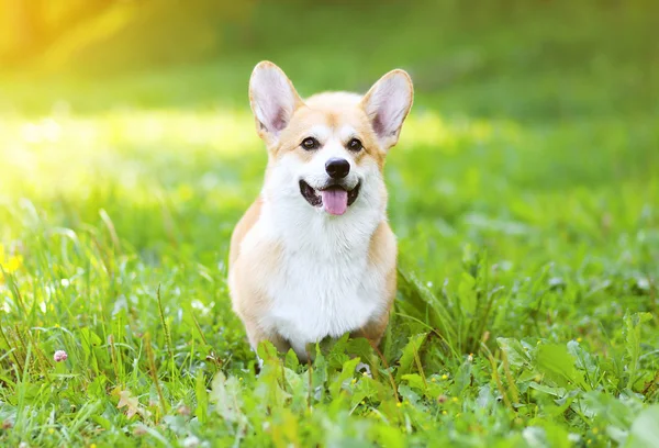 Słoneczny psów Welsh Corgi Pembroke na trawie — Zdjęcie stockowe