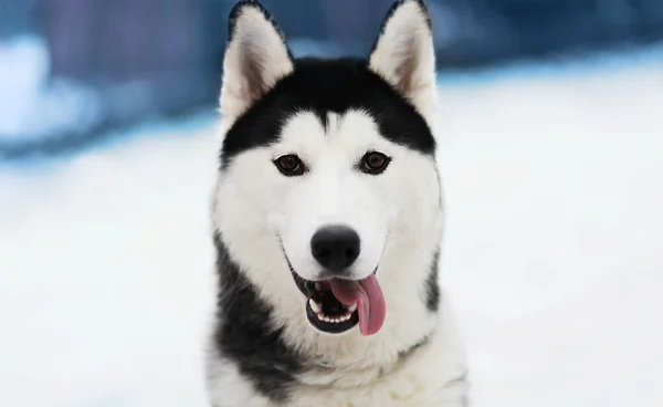 Zimą pies husky zbliżenie zewnątrz — Zdjęcie stockowe