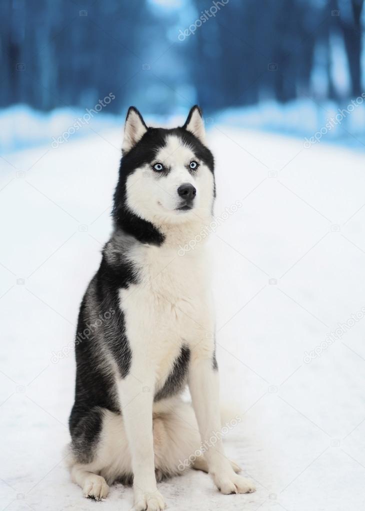 Husky dog sitting in winter day