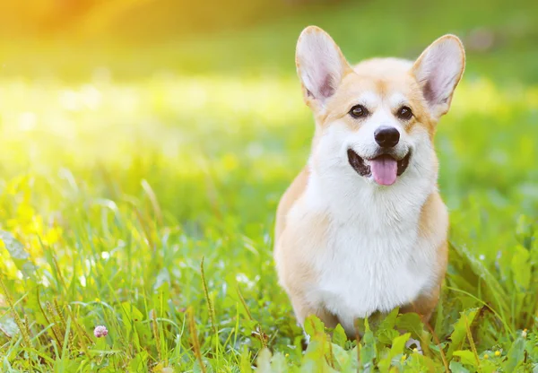 Szczęśliwy pies Welsh Corgi Pembroke na trawie w słoneczny dzień lata — Zdjęcie stockowe