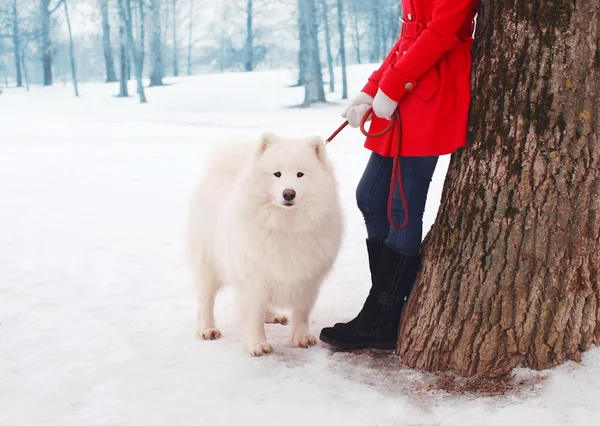 Właściciel i biały pies Samoyed w pobliżu drzewa w parku zima — Zdjęcie stockowe