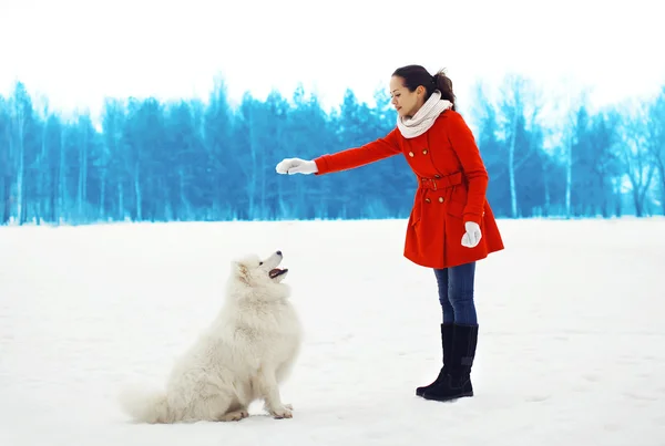 Mujer propietaria entrena a perro blanco Samoyedo al aire libre en parque de invierno —  Fotos de Stock