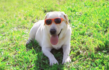 Komik labrador retriever köpek çim üzerinde yalan güneş gözlüğü 