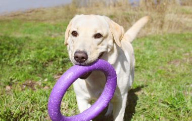 Çimenlerin üzerinde lastik oyuncakla oynayan labrador retriever köpek