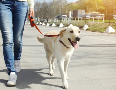 Şehirde yürüyüş sahibi ve labrador retriever köpek