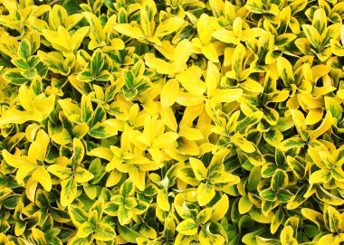 Parlak sarı bahar çiçek fotoğraf, soyut çiçek backgrou