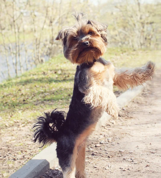 Cute yorkshire terrier dog playing outdoors in the park — Stock Photo, Image