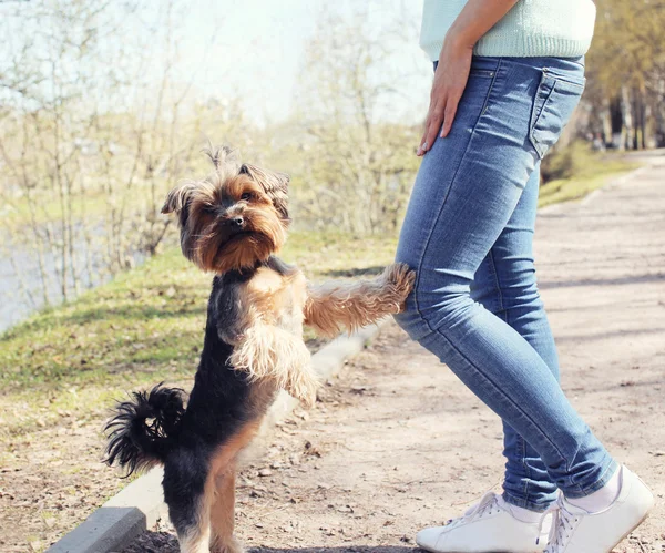 Obediente yorkshire cão terrier com proprietário no parque — Fotografia de Stock