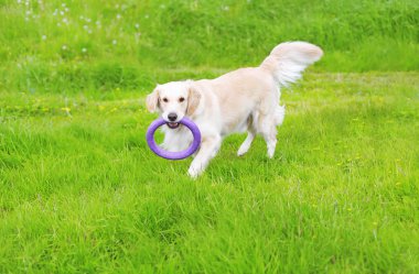 G kauçuk oyuncakla oynayan güzel Golden Retriever köpek