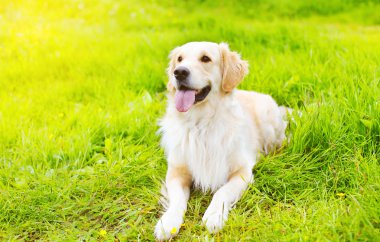 Güzel Golden Retriever köpek güneşli summe çim üzerinde yalan